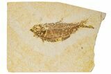 Detailed Fossil Fish (Knightia) - Wyoming #186453-1